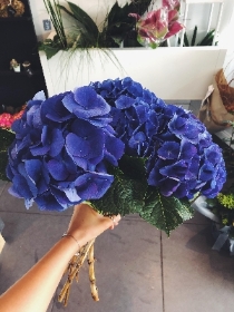 Blue Hydrangea bunches