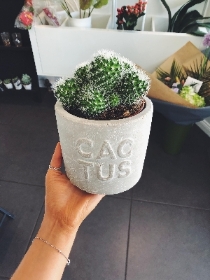 Cactus pots